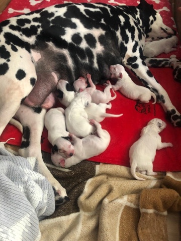 Dalmatian – kc Dalmation puppies
