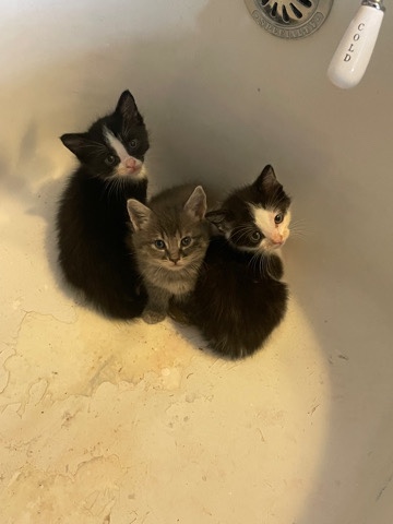 3 kittens