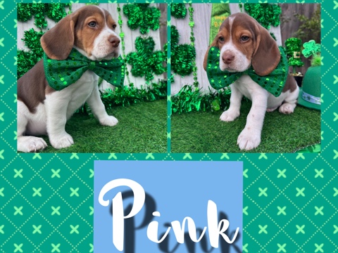 Beagle – beagle puppies – Norwalk