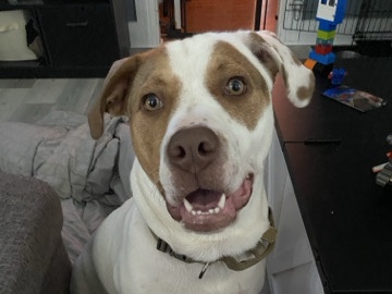 American Pit Bull Terrier – Beau to a good home – Columbus