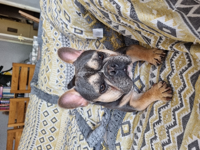French Bulldog – 18 month male french bulldog
