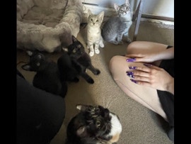 kittens – West Sacramento