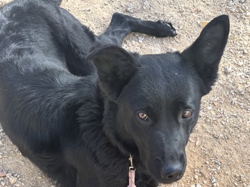 German Shepherd – unknown breed – Leander