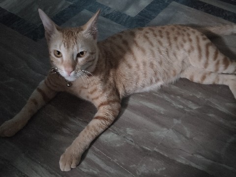 Asian – indie male cat – Lucknow