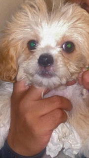 Shih Tzu – Name :ChiChi breed:Shorkie