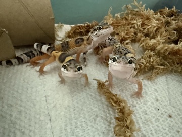 Mack Snow Baby Geckos