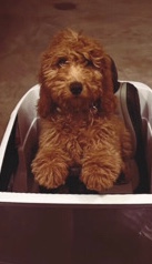 petshome%2Fadverts%2FrGoNyAGrtU6kHq7UylZX%2Fmain image