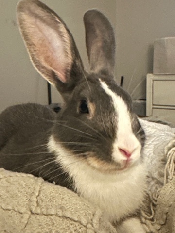 American – Sweet bunny needs a forever home