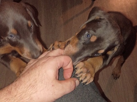 2 blue doberman pups 