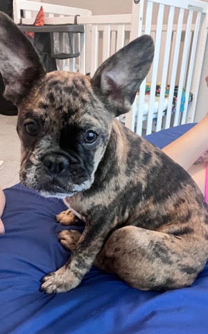 French Bulldog puppy