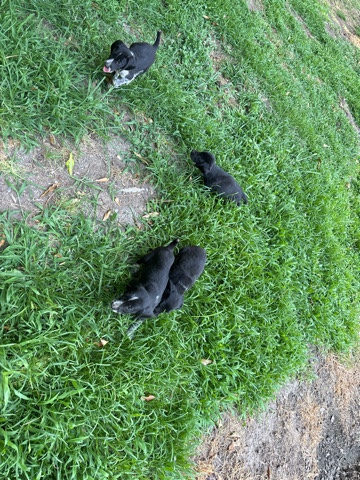 German Wirehaired Pointer – Had 10, there’s 6 left: 2 males and 4 females.