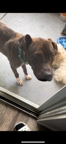American Pit Bull Terrier – rehome