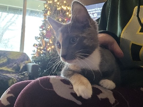American Shorthair – rehoming kitten – Warrenton