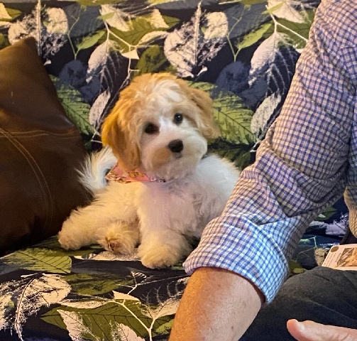 Cavachon champion breed