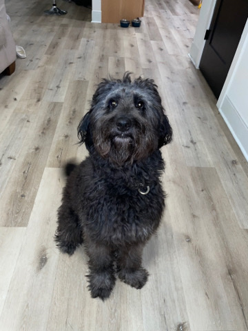 Poodle – 1 year old Goldendoodle