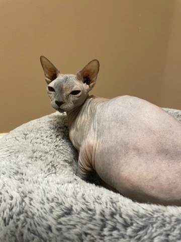Sphynx – Sphynx