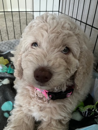 8 week labradoodle needs a new home!