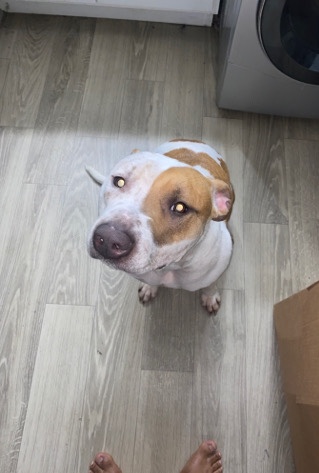 American Pit Bull Terrier – pit bull mixed