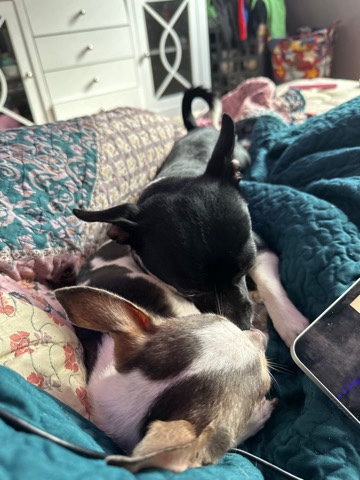 Chihuahua – cujito and luna