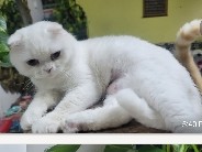 Scottish Fold – Scottish short hair fold Female – Dubai