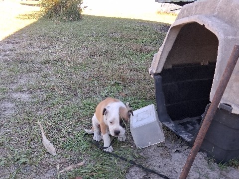 American Pit Bull Terrier – American Pit Bull Terrier Puppy for Sale – Beulaville – Beulaville
