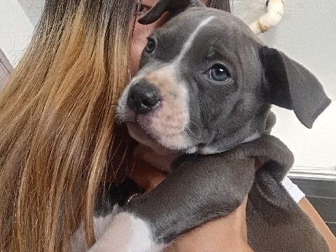 Adorable 6-Week-Old Puppy for Sale in Santee – Santee