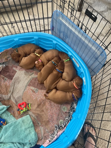 Vizsla – Vizsla Puppies