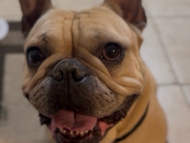 Image of French Bulldog