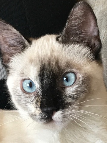 Siamese – 5 Year Old Siamese