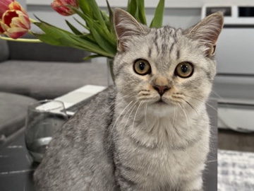 Adorable Scottish Shorthair Kitten for sale 