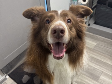 Border Collie – Hades – Hampton