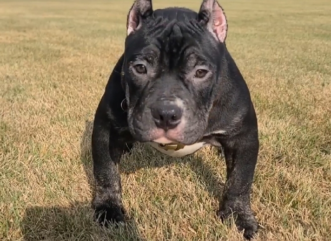 American Bulldog – amarican bully