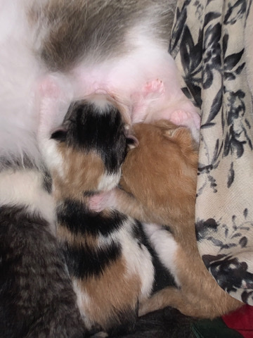 European Shorthair – selling kittens