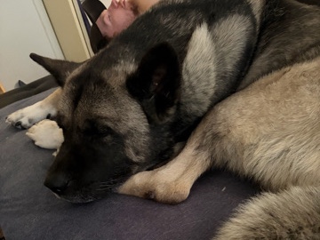 Akita – FORREST IS LOOKING FOR HIS FOREVER HOME – Greeley