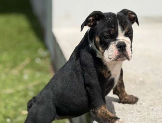 Bulldog – Adorable Bulldog Puppy for Sale – 3 Months Old – Lehigh Acres