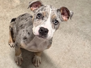 American Pit Bull Terrier – Pitbull – Mooresville