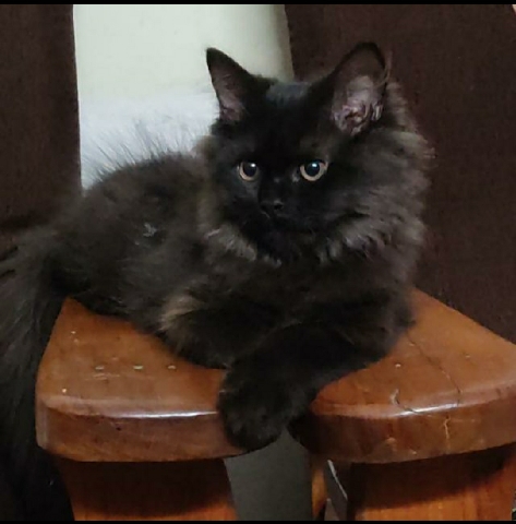 Persian (Traditional) – For sale male