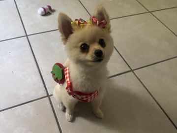 Pomeranian – Pomeranian for selle – Long Beach
