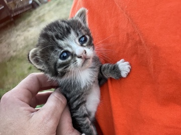 Sweet Baby Kitten – Tacoma