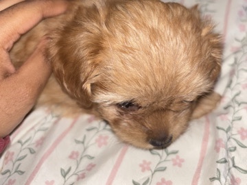 Poodle – butter bean is looking for a home – Hopewell
