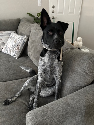 Australian Cattle Dog – Urgent rehoming