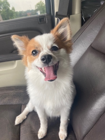 Pomeranian – Pomeranian puppy