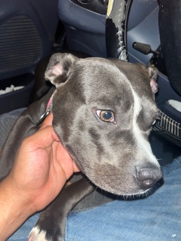 female pit bull