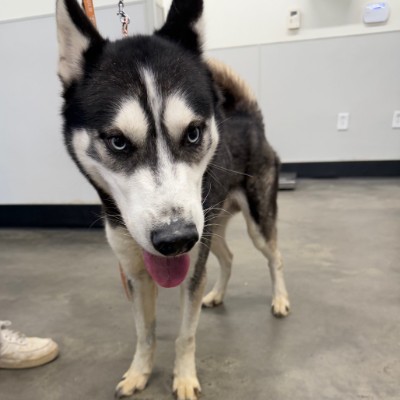 Siberian Husky – Husky for sale – Largo