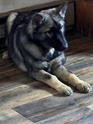 German Shepherd – 6 month old German shepherd/husky mix