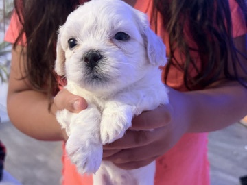 Bichon Frise – bichon frise – Houston