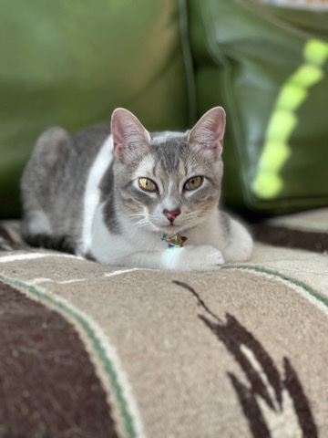 American Shorthair – 6 month Grey Shorthaired Taby Kitten