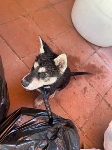 Siberian Husky – Baby Siberian husky