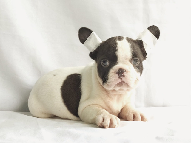 French Bulldog – chocolate frenchie