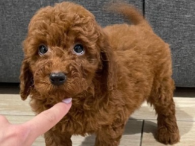Poodle – Male and female poodle puppies – الشارقة